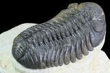 Multi-Toned Morocops Trilobite - Large Specimen #86758-4